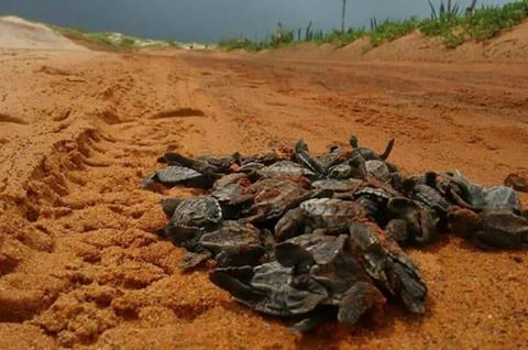 Jornalista e hoteleiro, Emanuel Neri, denuncia matança de filhotes de tartarugas em São Miguel do Gostoso