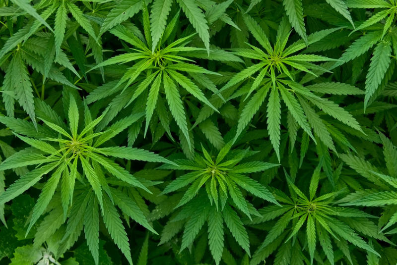 Fórum reunirá especialistas para discutir legalização da maconha