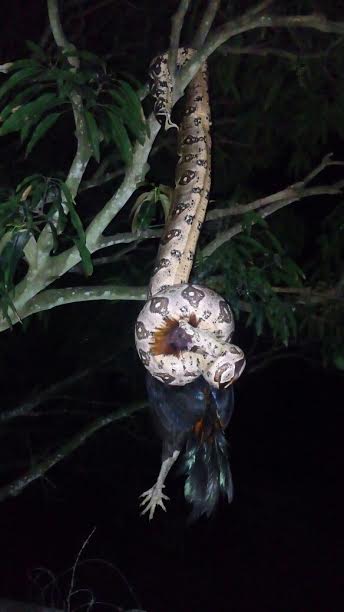 Cobra com cerca de três metros é resgatada em Macaíba