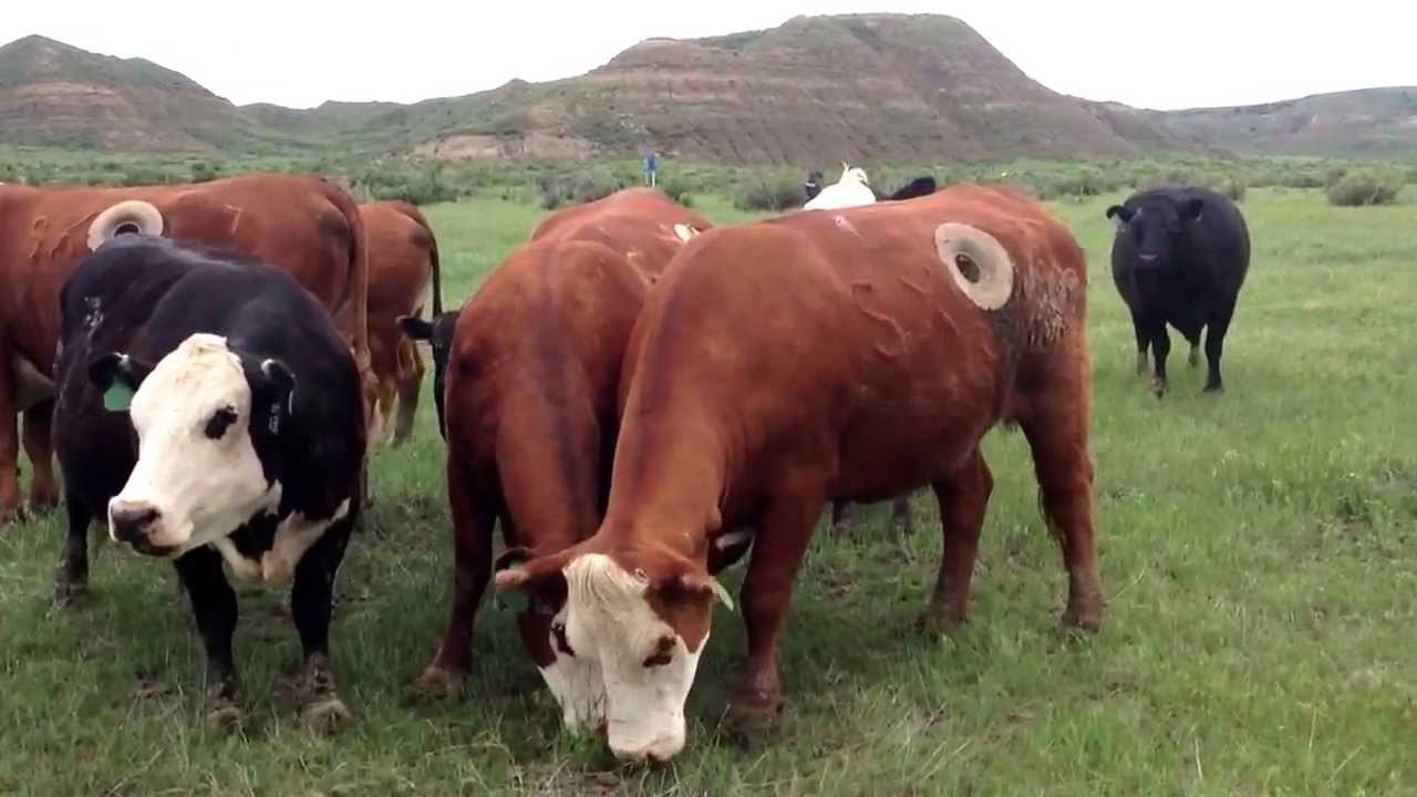 Vacas produzem anticorpos capazes de impedir infecção por HIV