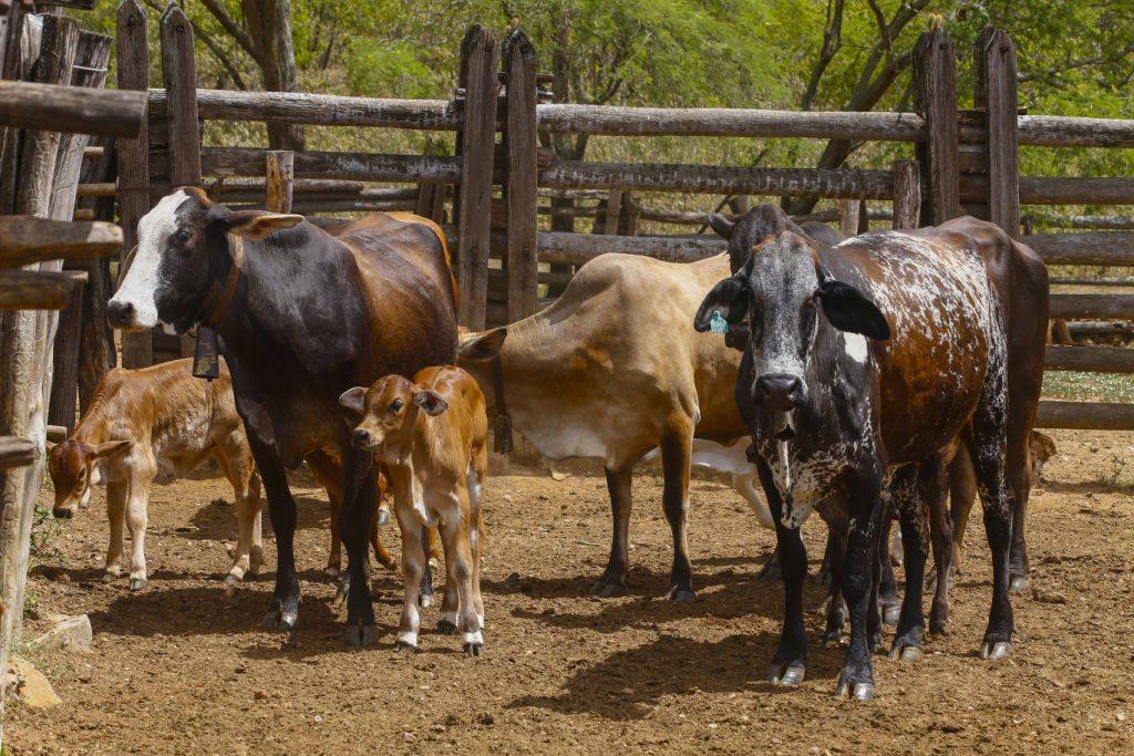 Sebrae abre inscrições de animais para exposição na Festa do Boi