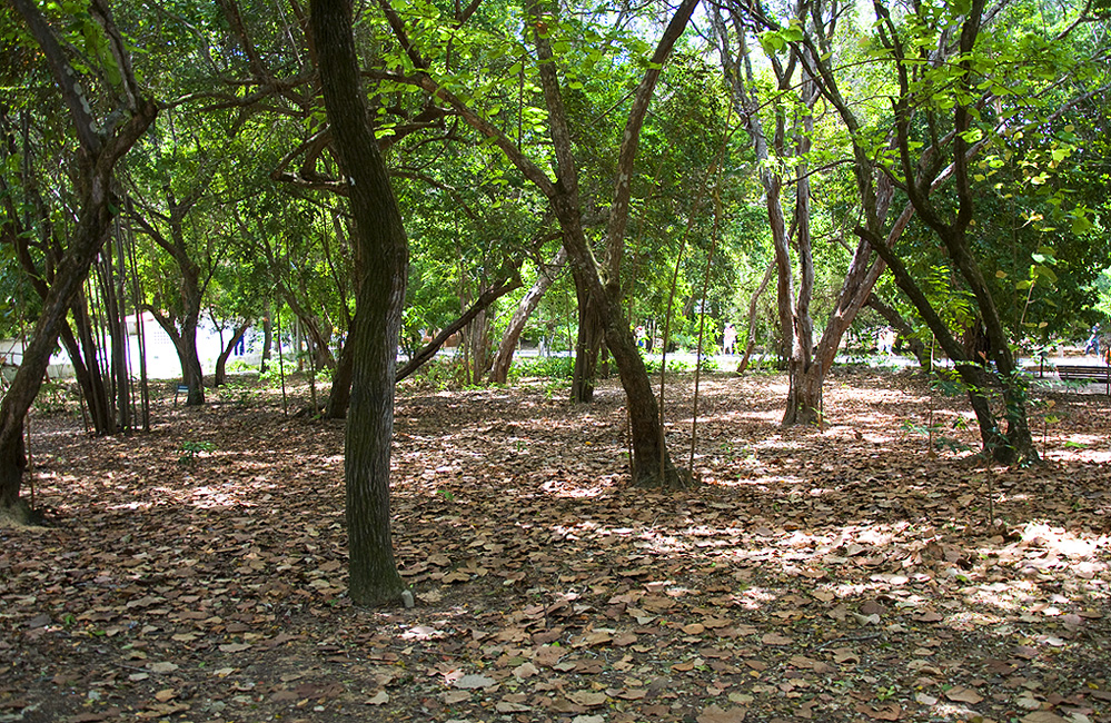 Solenidade na Assembleia irá homenagear 40 anos do Parque das Dunas