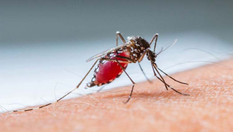 Mais de 1,1 mil cidades estão em alerta para dengue, zika e chikungunya