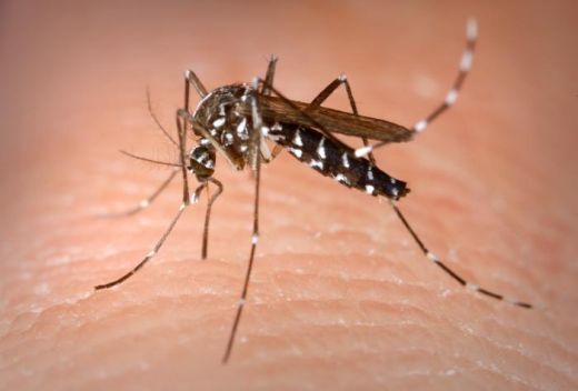 Rio Grande do Norte registra 143 municípios em situação de alerta ou risco para dengue, zika e chikungunya