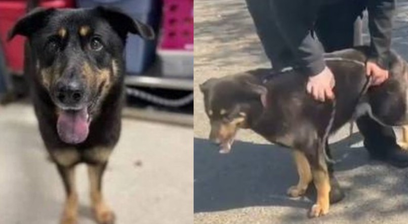 Família abandona cachorro por acreditar que ele é gay e causa comoção na web