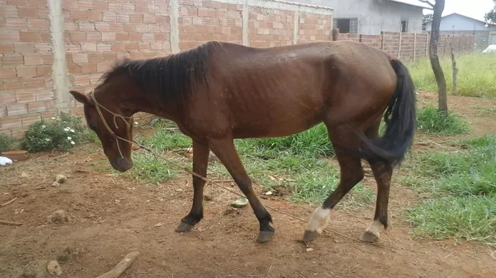 Homem é preso após ser flagrado estuprando égua em praça pública: "Melhor que roubar"
