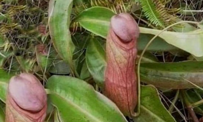 Camboja pede que turistas parem de colher ‘planta pênis’ para fazer fotos 