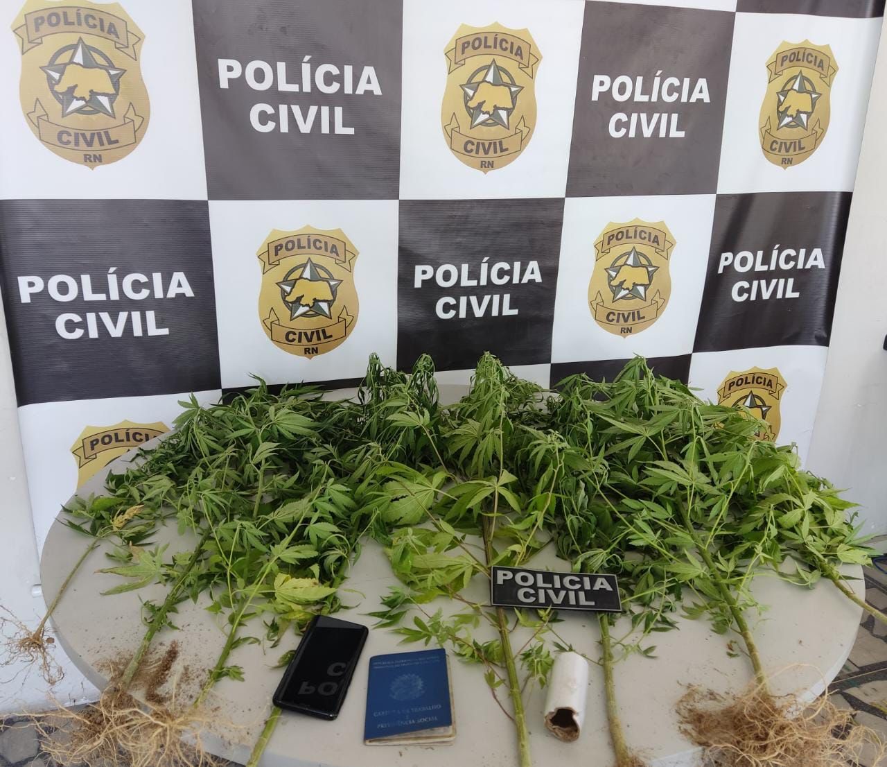 Polícia apreende plantas de maconha dentro de residência em Mossoró