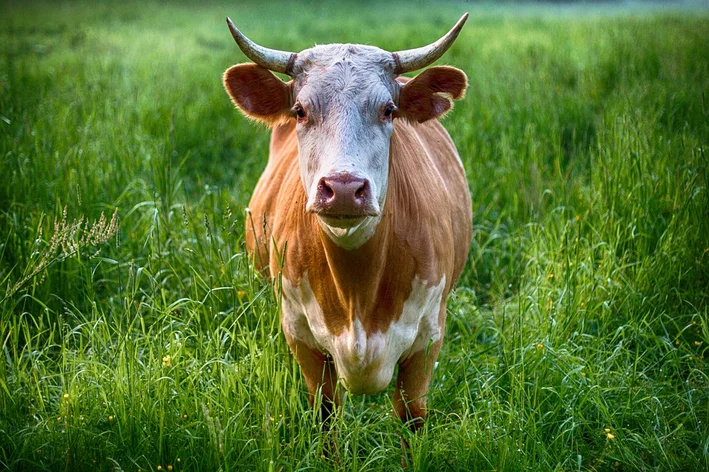 Homem furta touro de R$ 10 mil em Ceará-Mirim e leva para fazenda de açougueiro em Ielmo Marinho