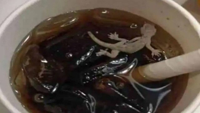 Lanchonete é multada após cliente achar lagartixa em copo de refrigerante