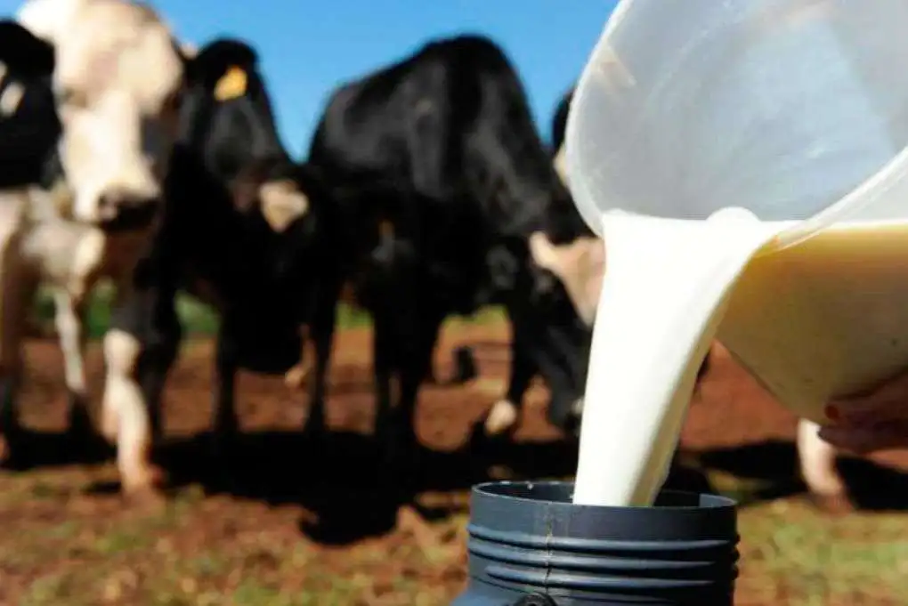RN tem a maior redução de produção de leite industrializado do Nordeste