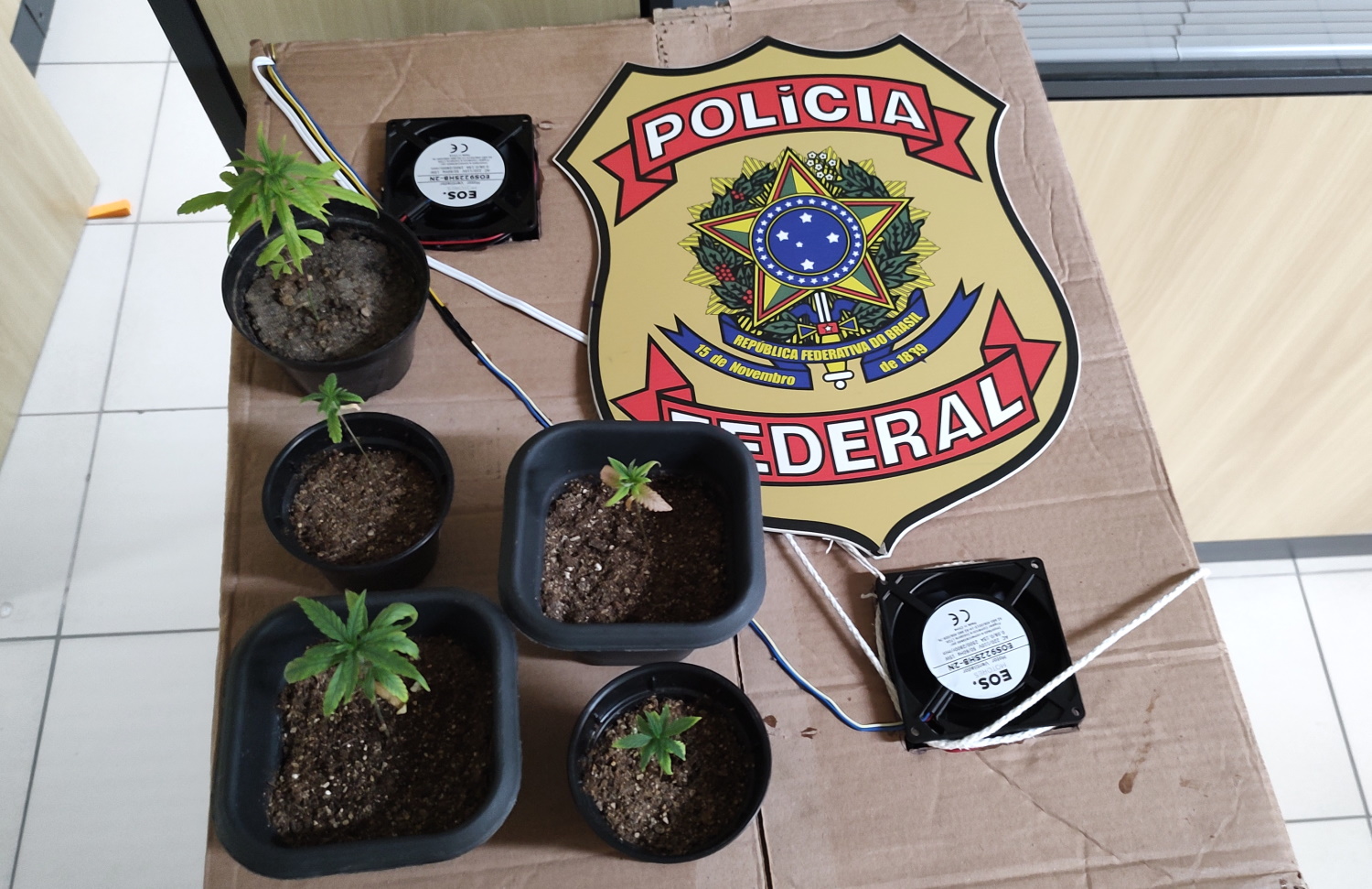 PF apreende dinheiro falso e prende homem que mantinha estufa de maconha em casa