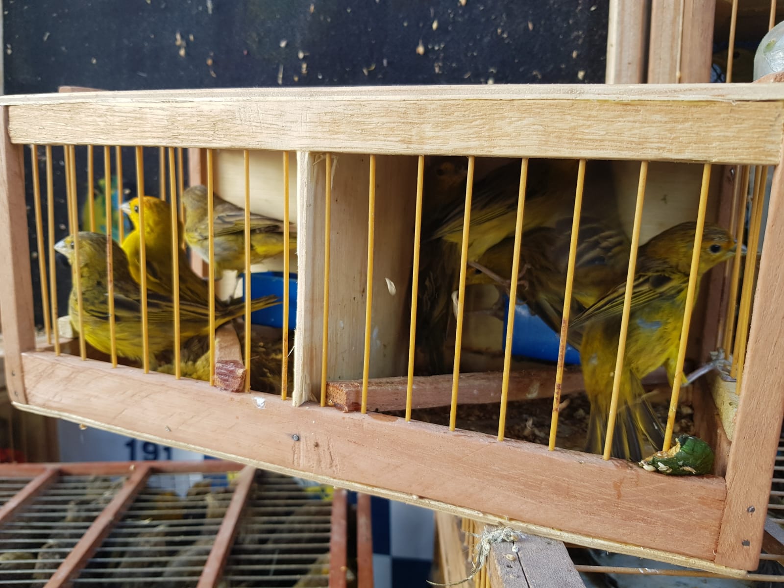 PRF prende 45 pessoas e apreende 189 aves silvestres durante operação na Grande Natal
