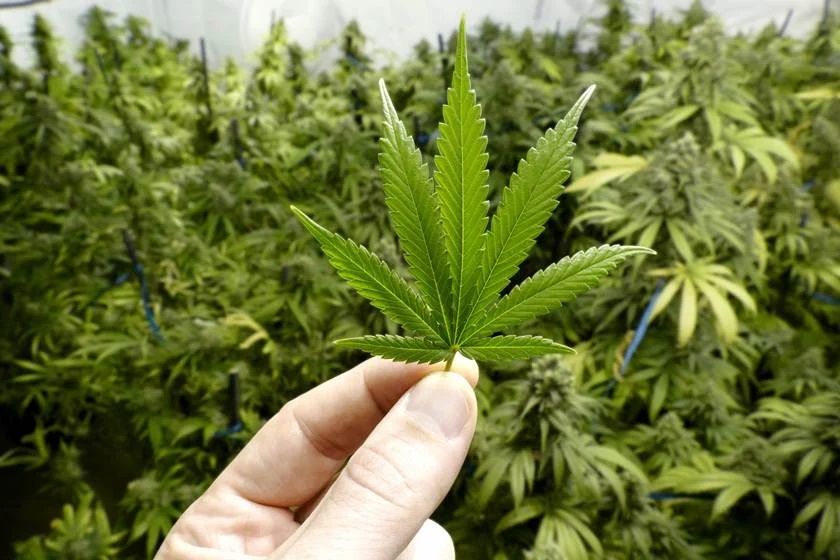 Onze candidatos da “bancada da cannabis” são eleitos