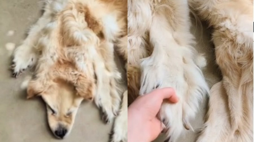 Família australiana causa controvérsia ao transformar cachorro de estimação falecido em tapete