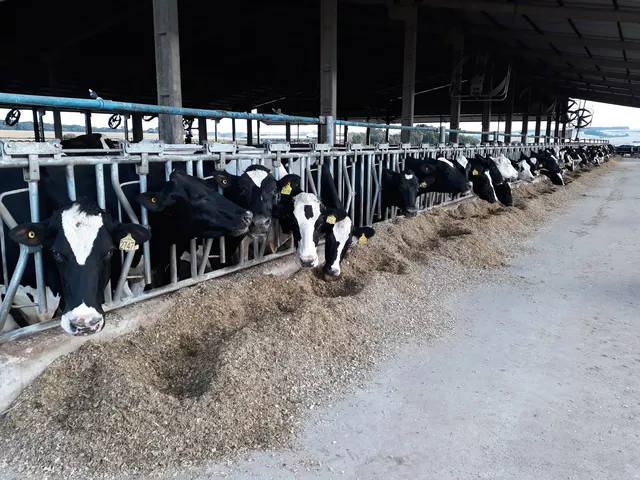 Abate de bovinos tem alta pelo sexto trimestre seguido no Rio Grande do Norte, aponta IBGE