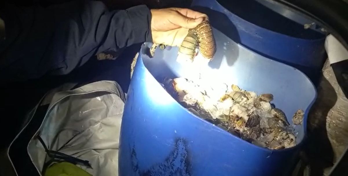 PRF apreende 25 kg de lagosta e prende dois homens na Grande Natal