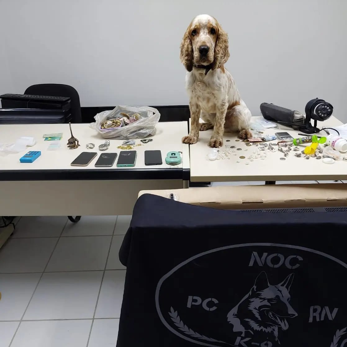 Cão farejador da Polícia Civil encontra drogas em operação no Interior do RN