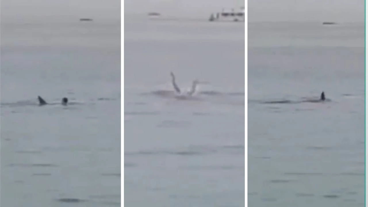 IMAGEM FORTE: Banhista é morto em ataque de tubarão no Mar Vermelho, Egito