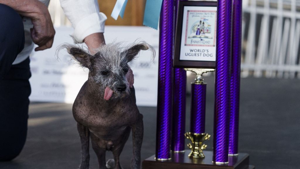 Cão de crista chinês ganha concurso de cachorro mais feio do mundo