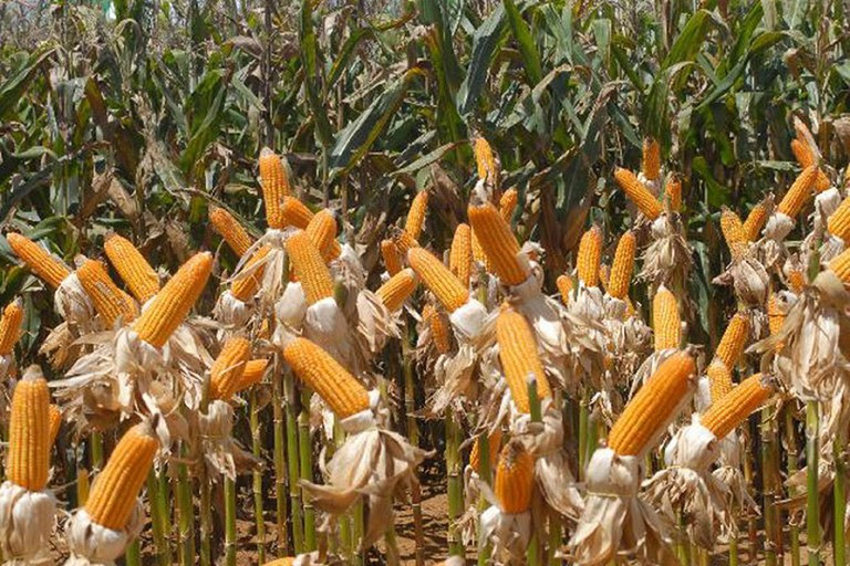 Produção de grãos no Rio Grande do Norte cresce 9,4% em comparação à safra anterior