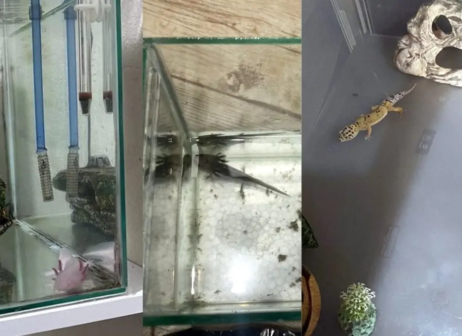 Influenciador digital do RN vira alvo da PF após gravar “briga” entre animais silvestres