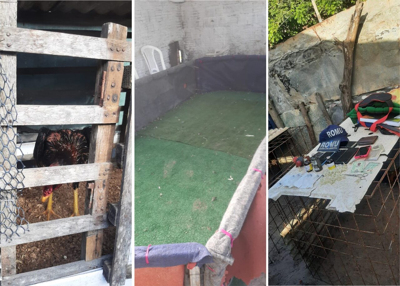 Ação da Guarda Municipal em rinha de galo tem fuga por matagal e possível abatedouro clandestino em Natal