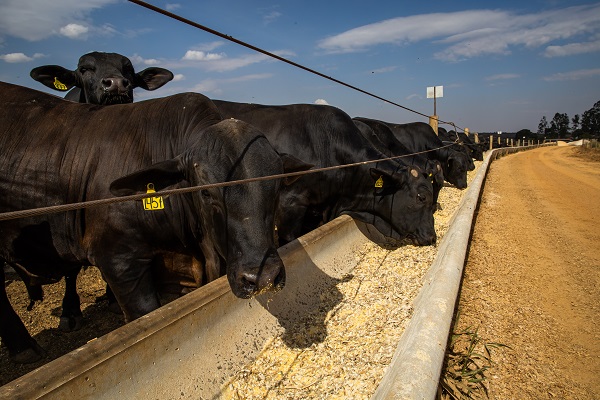 Arroba do boi gordo sobe mais de 23% desde setembro após meses de preços baixos para a pecuária nacional
