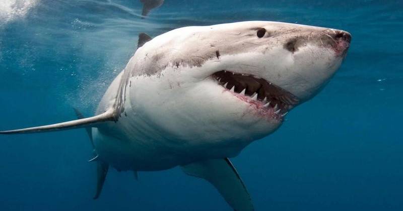Banhista fica com dentes de tubarão-branco cravados no seu crânio após ataque em praia
