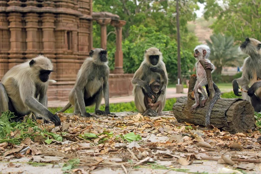 TRAGÉDIA: Criança de 10 anos morre após ser atacada e ter intestino arrancado por gangue de macacos