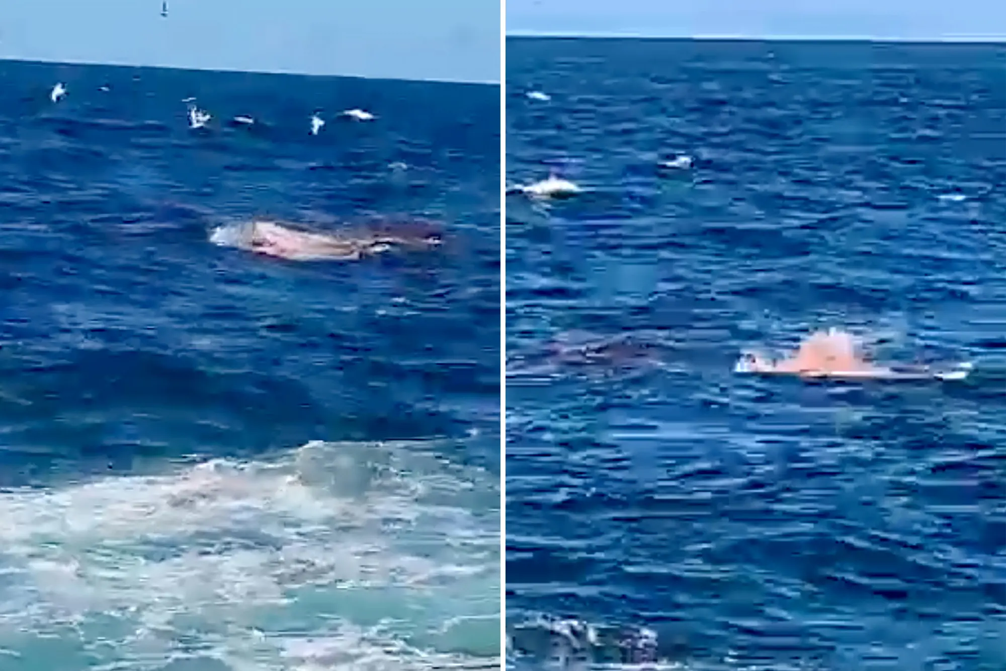 Tubarão-branco com mais de quatro metros ataca e mata surfista na Austrália