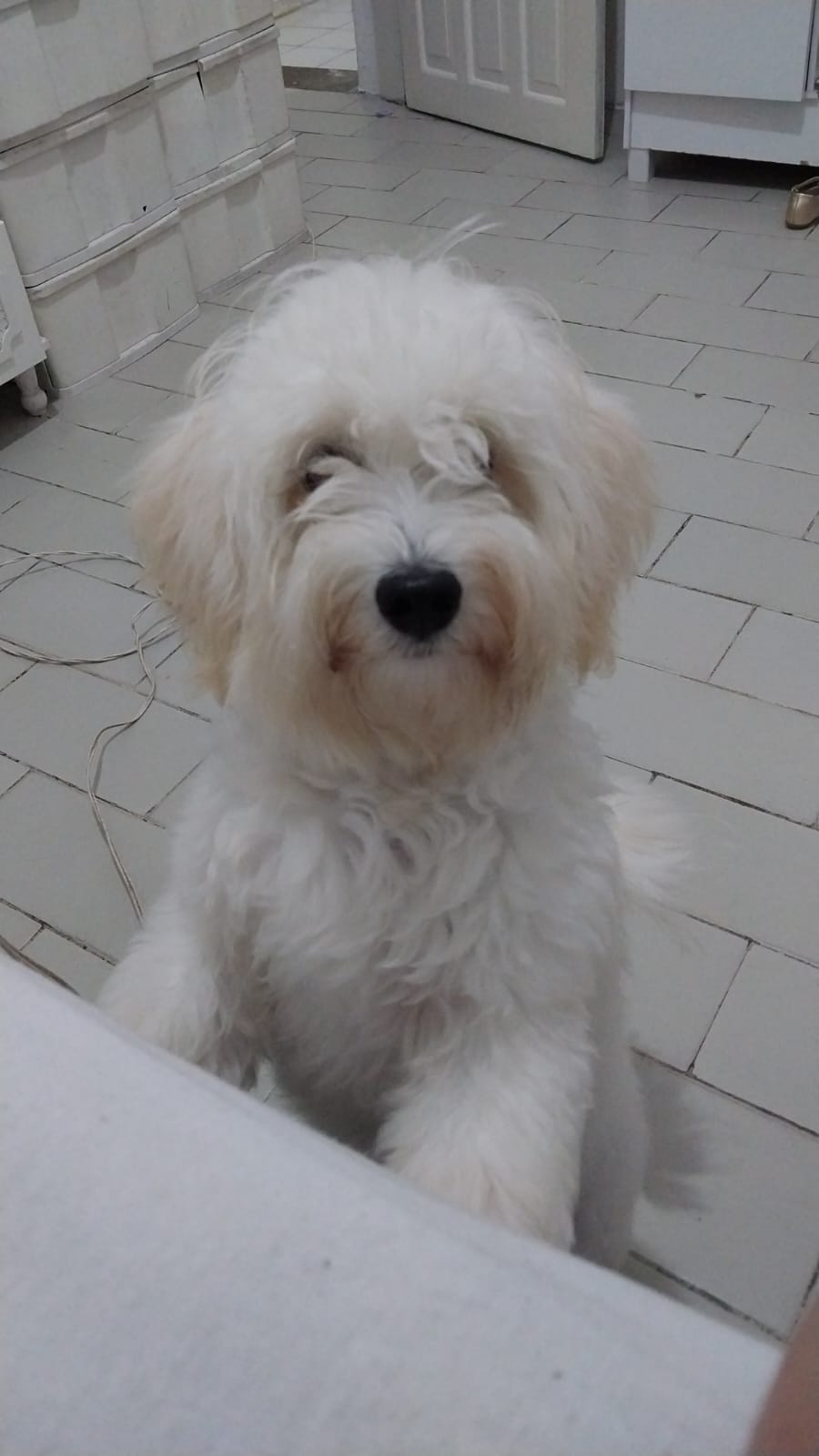 Polícia busca cachorro roubado no bairro Ponta Negra; veja foto