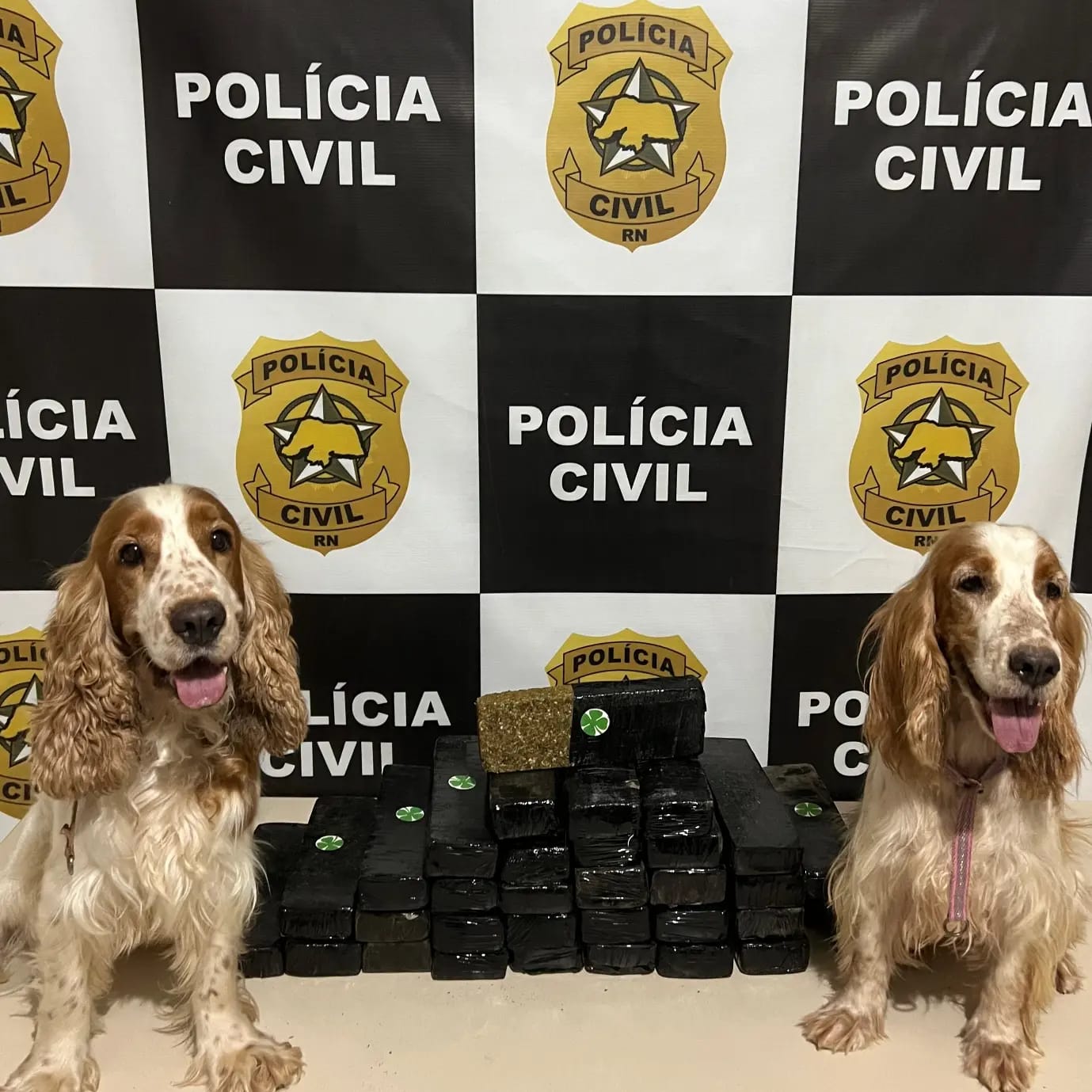 Homem é preso por tráfico de drogas com 18kg de maconha no interior do RN