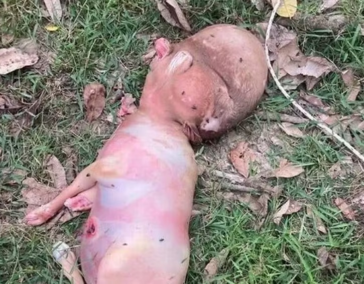 Bezerro nasce com ‘cabeça humana’ em vilarejo e gera desconfiança entre moradores