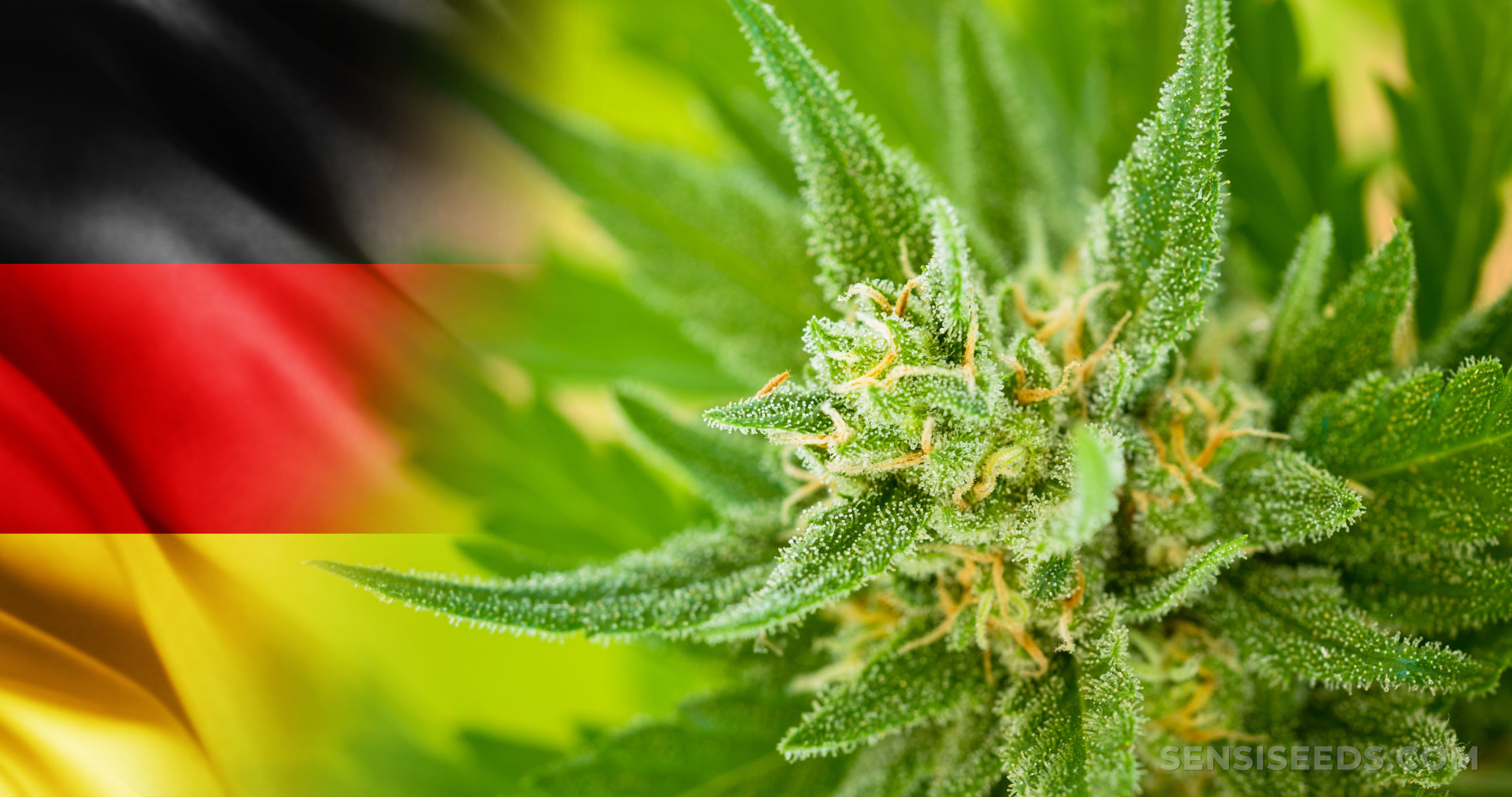 Uso recreativo da maconha na Alemanha é legalizado. Veja o que muda