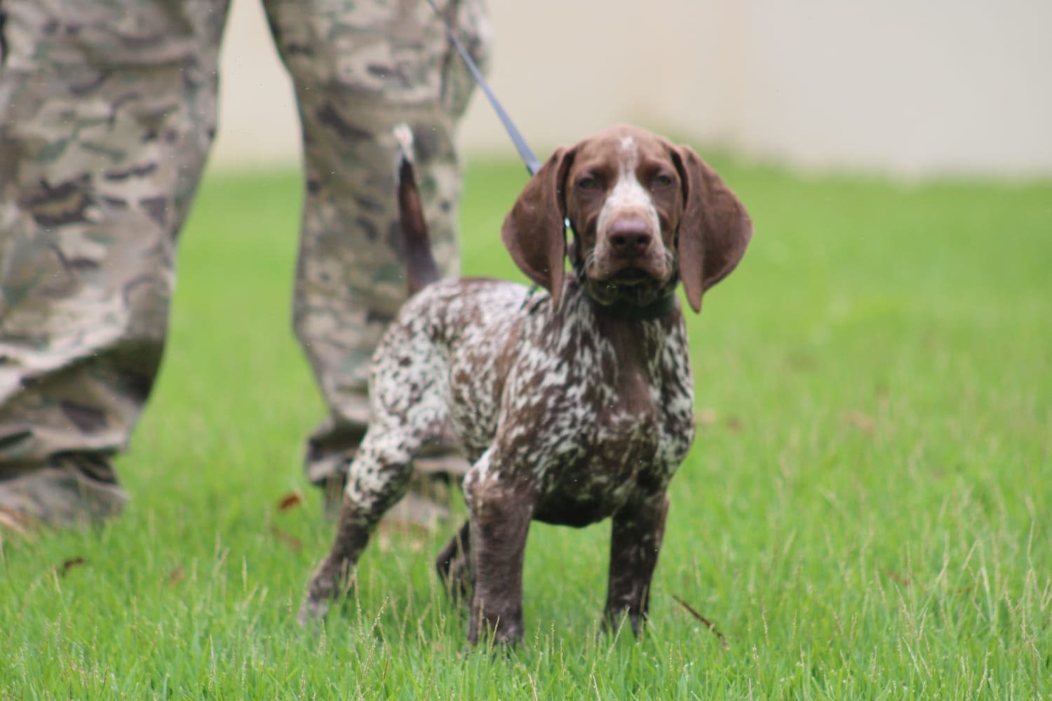 Polícia Civil do RN recebe doação de cão farejador de canil do Espírito Santo
