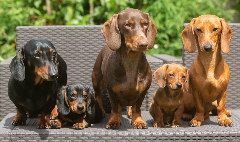 Cão da raça dachshund, o famoso salsicha, pode ser banido da Alemanha