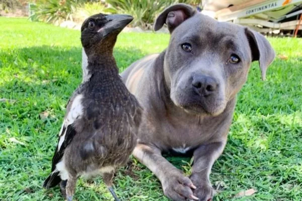Separação de ave e pit-bull envolve até governador na Austrália