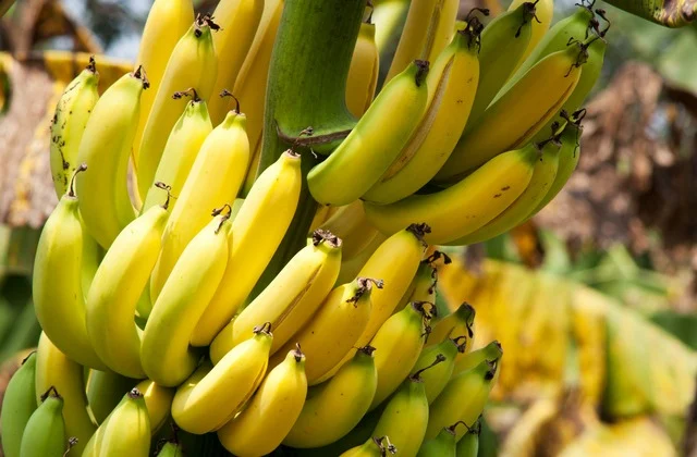 Preço da banana sobe 24% em um período de 12 meses