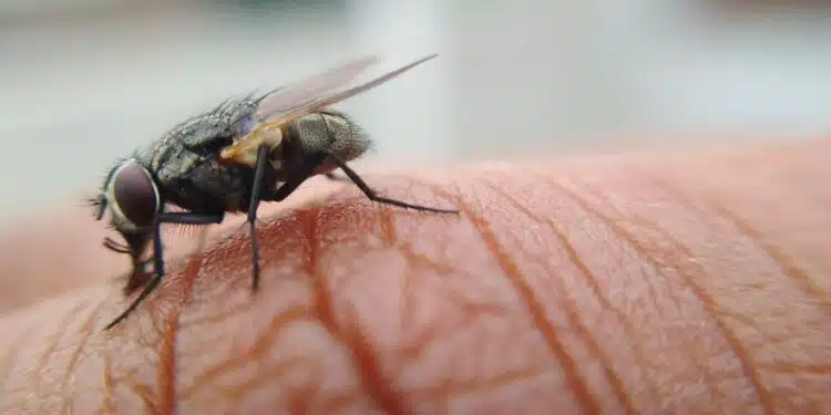 Costa Rica emite alerta nacional após surto de moscas carnívoras