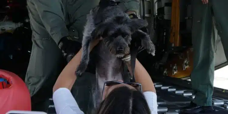 Janja faz encenação com soldados da aeronáutica e cachorro e causa polêmica