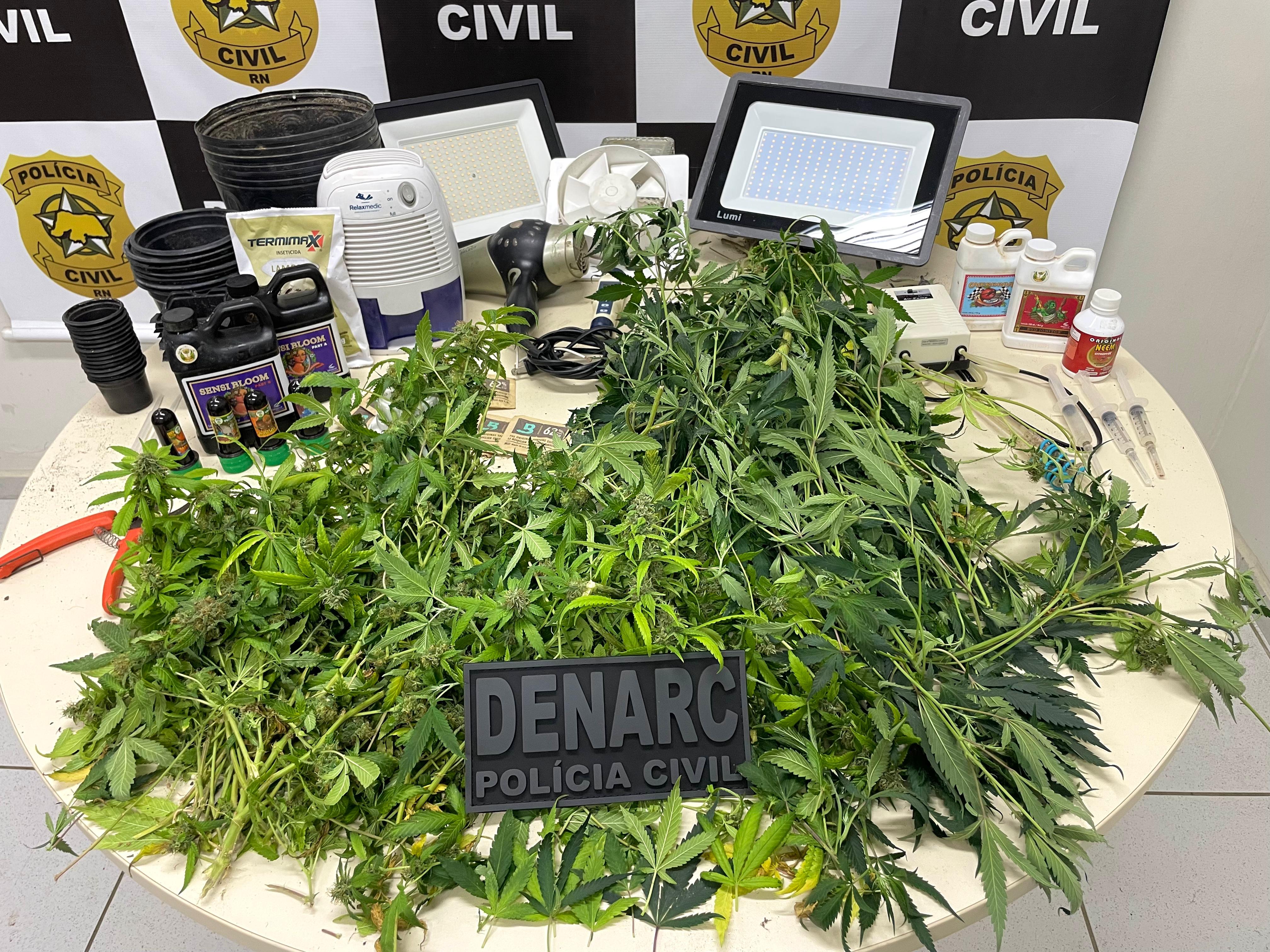 Polícia descobre estufa clandestina e apreende plantações de maconha em Natal