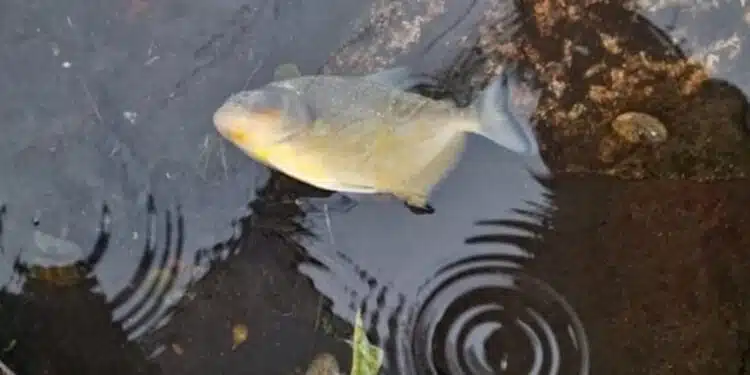 Situação piorou: piranhas invadem as ruas de Porto Alegre