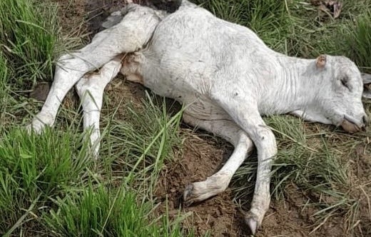 Ataques de cachorros-do-mato em fazendas preocupam criadores de gado no RN