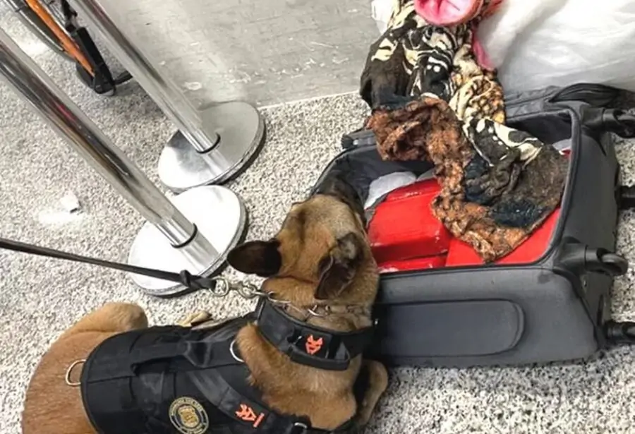 'Mula' é presa com 10 kg de haxixe no Aeroporto de São Gonçalo do Amarante; PF já apreendeu 20 kg só em 2024 no terminal