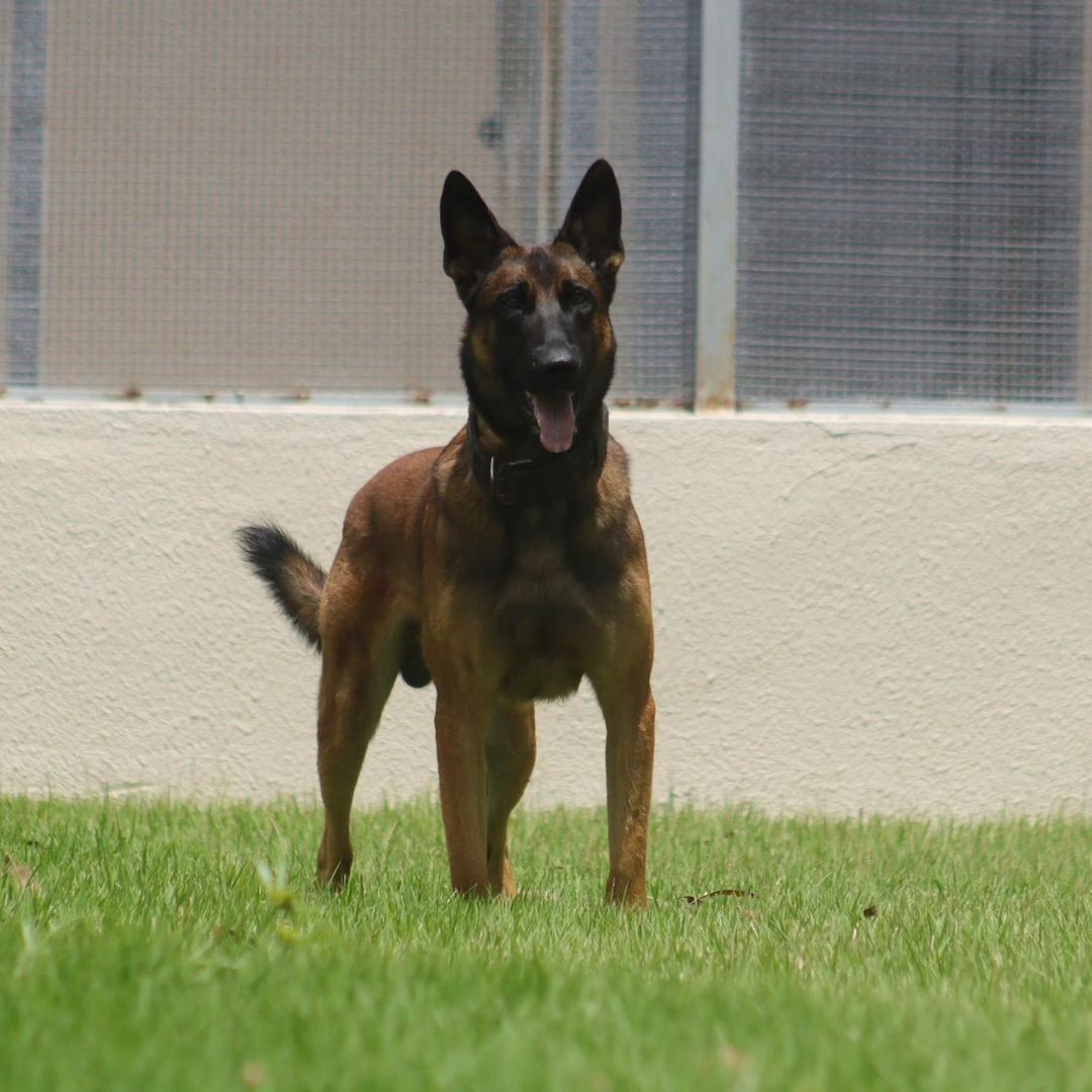 Cão farejador da Polícia Civil do RN morre após ser atacado por abelhas