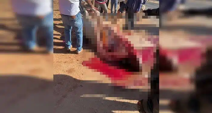 FAZ O L: Populares disputam carne de boi atropelado em estrada