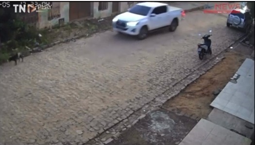 IMAGENS FORTES: Motorista é flagrado atropelando cães em João Câmara (RN)