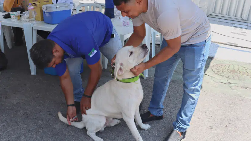 Natal anuncia edital de chamamento público para implementação de Hospital Veterinário