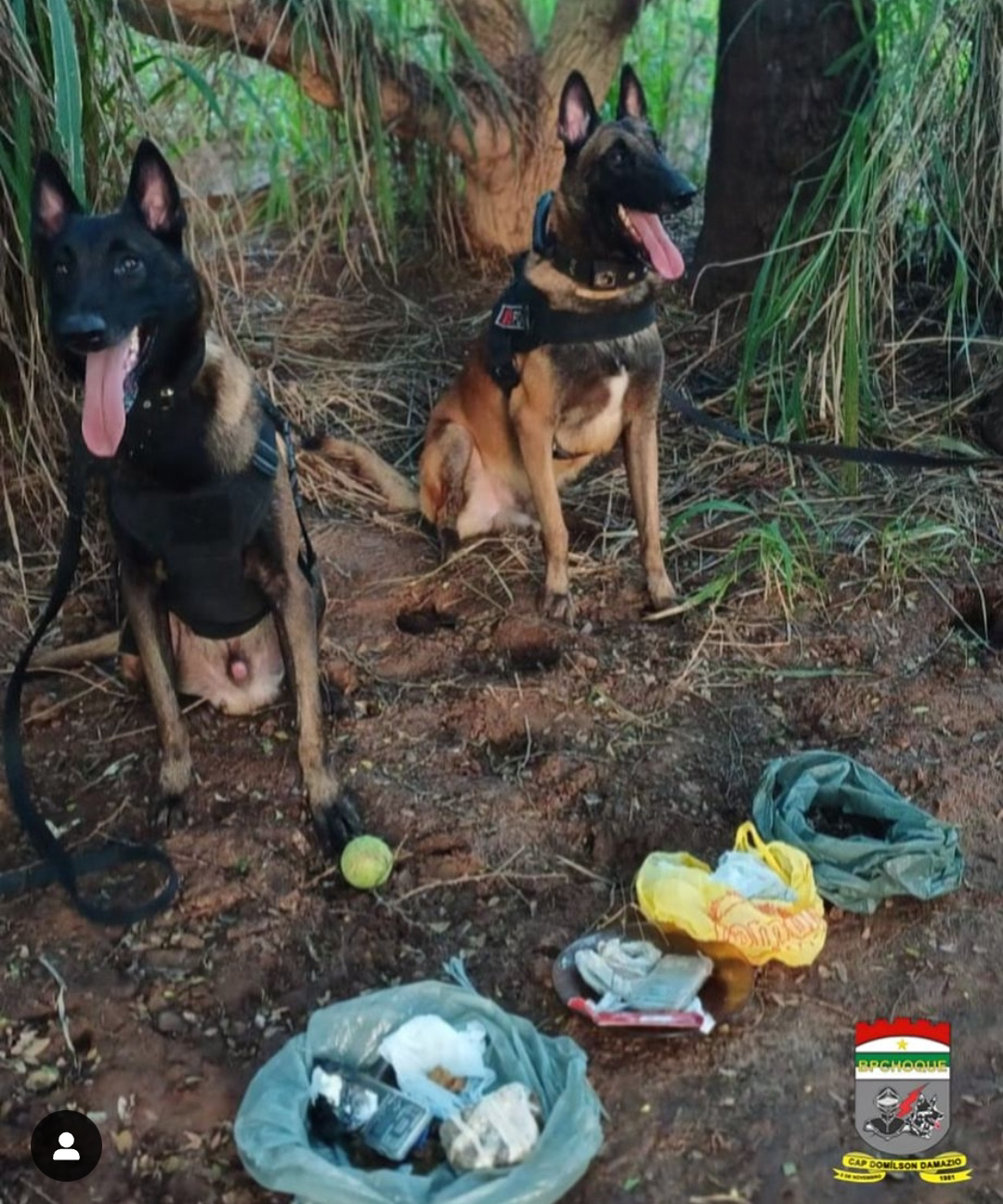 Cães farejadores da Polícia Militar encontram drogas na cidade de Ceará-Mirim